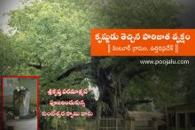 original-parijata-tree