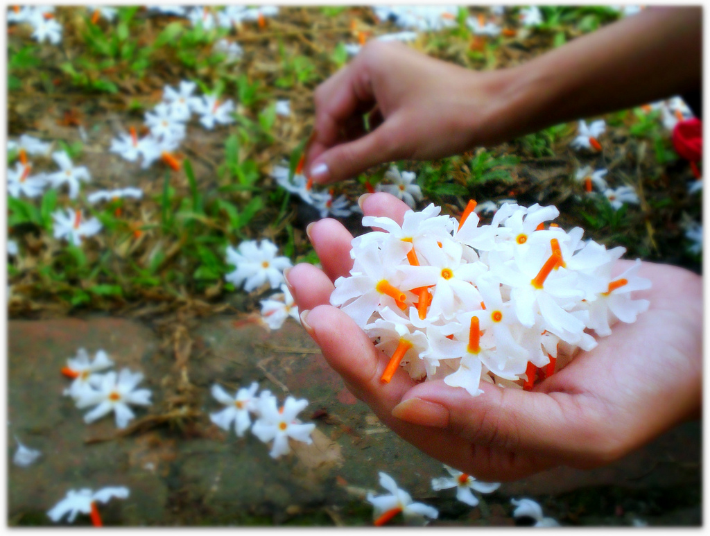 pooja with parijata flowers