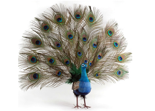 significance of peacock feather on lord krishna